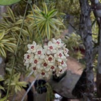 Hoya ovalifolia Wight & Arn.